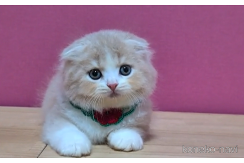 成約済の東京都のスコティッシュフォールド(折れ耳)-96317の6枚目